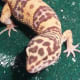 leopardgeckos