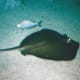 A stingray at the National Aquarium.