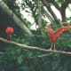 Birds at the National Aquarium's Tropical Rainforest exhibit