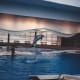 A dolphin makes a jump during the dolphin show. The National Aquarium now gives shows rather than demonstrations. Thee demonstrations lack the acrobatics of the shows of yesteryear.