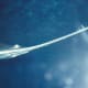 A sawfish at The National Aquarium, Baltimore.