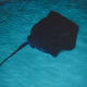 A stingray at the National Aquarium