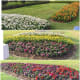 The flower beds at the Liberty Square