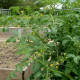 Family Garden