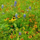 Wildflowers