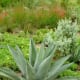 Arid Garden at McGovern Centennial Garden