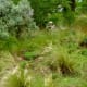 Arid Garden at McGovern Centennial Garden