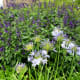 mcgovern-centennial-gardens-in-houston-new-haven-in-hermann-park