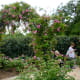 View of the rose garden
