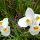 mcgovern-centennial-gardens-in-houston-new-haven-in-hermann-park