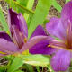 mcgovern-centennial-gardens-in-houston-new-haven-in-hermann-park