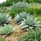 Arid Garden at McGovern Centennial Garden