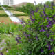 View of Garden Mound