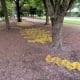 “Safety Yellow” by Susannah Mira on the “Obstacle Art Path”