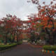 Beautiful colored leaves during fall