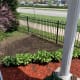 We planted a lot of veggies and herbs in our backyard is green too
