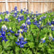 Close up view of flowers almost fully formed
