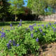 2019 bluebonnet invasion in my garden