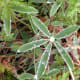 Not only is the flower beautiful but this individual leaf is delicate after a spring rain fall
