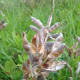 The spiral of the now empty pod - seeds have been thrown!