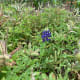 Rogue newbie in the midst of plants ready to throw their seeds.
