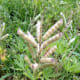 The pod is drying out and changing color as the seed is also drying out.