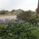 Some folks incorporate bluebonnets into their landscaping
