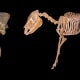 Merrychippus or Merichippus