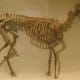 This is a complete fossil of the Mesohippus, which was believed to come right after the Miohippus, two after the eohippus.
