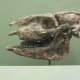 This is a fossil of the Miohippus that is believed to have come right after the eohippus.