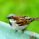 Common sparrow