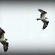 Pair of Ospreys