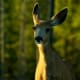 Mule Deer, Garnet, Montana