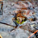 Frog in Saw Creek, Delaware National Forest, Pocono Mountains.