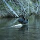 American coots