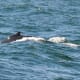 Humpback Whale near Cape May, New Jersey