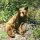 Juvenile Grizzly bear, Glacier National Park, Montana
