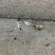 Discarded broken crack pipe.