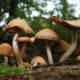 Magic Mushrooms - Shrooms.