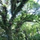 Rain tree (Samanea saman) towering over the Spice Garden trail. This particular tree is a "Heritage Tree", designated for protection and care under a programme to preserve majestic mature trees in Singapore.