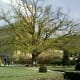 Under the oak tree, where Nostradamus used to sit, near the botanical garden...