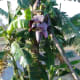 medicinal-uses-of-banana-fruit-and-associated-health-benefits