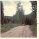 Road going to the Hibbard's cabin