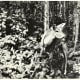 This is a postcard they had made of their pet deer.