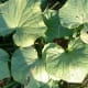 Photos of my organic home gardens. Click on another thumbnail below to see more.
