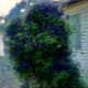 gardenreuse