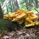 Spectacular photo of "Chicken of the Woods" taken by Joseph O'Brien, on the Bugwood Files.