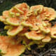 Close-up, showing the intricate growth pattern of the "Chicken of the Woods".