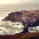 See all the birds roosting on this rock outcropping near the Yaquina Head Lighthouse?