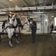 Touring the stables at the Grand Hotel